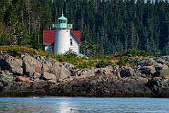 Little River Light Surrounded by Evergreen Trees in Maine